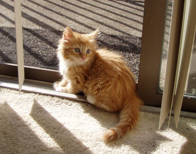 le chat  géner
